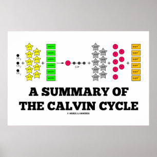 Poster Résumé Du Cycle Calvin (Photosynthèse)