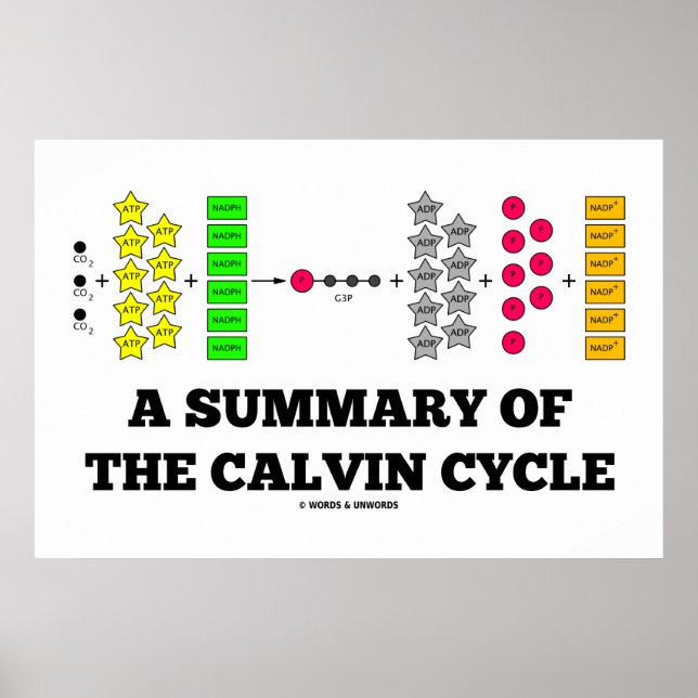 Poster Résumé Du Cycle Calvin (Photosynthèse) (Devant)