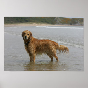 Poster Retreiver d'or en mer
