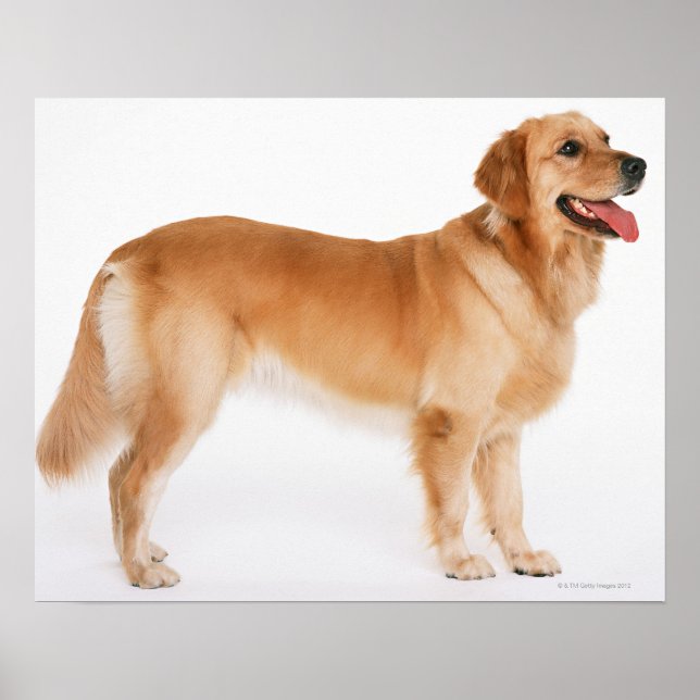 Poster Retriever doré (Devant)