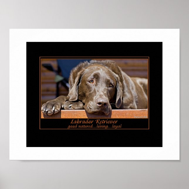 Poster Retriever du Labrador (Devant)