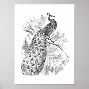 Poster Rétro modèle d'illustration de paon de 1800s