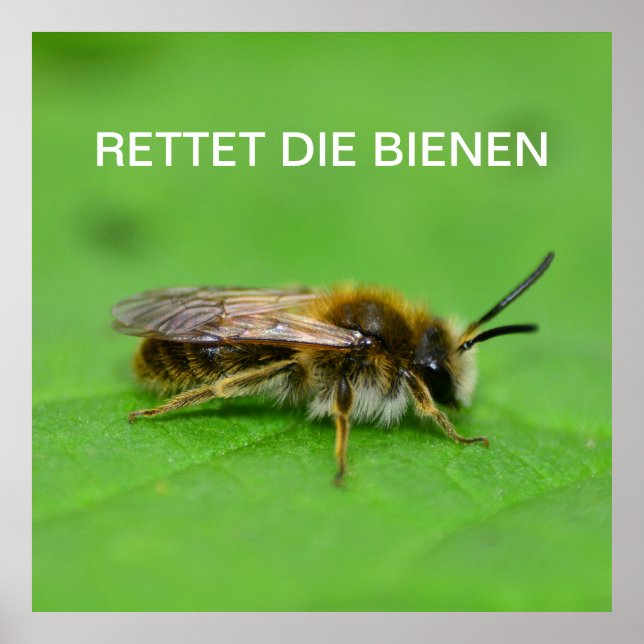 Poster Rettet die Bienen (Devant)