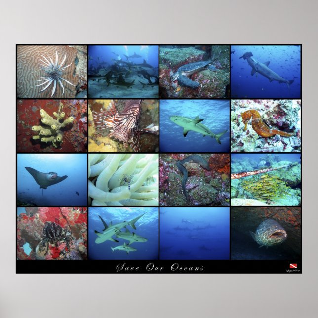 Poster Rettete unsere Ozeane (Vorne)