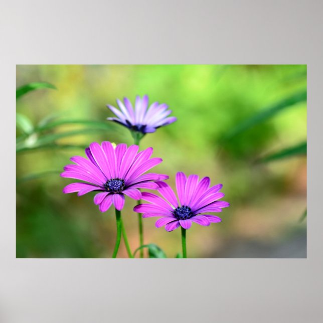 Poster Rêve de fleurs (Devant)