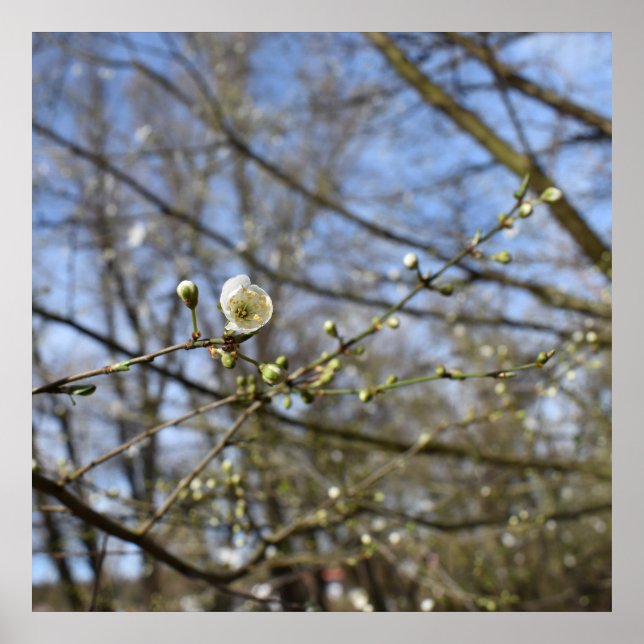Poster Réveil du printemps (Devant)