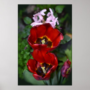 Poster Réveil printanier, Tulipes