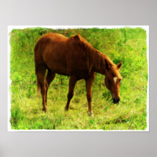 Poster Rêves d'été, Sorrel Manger de l'herbe