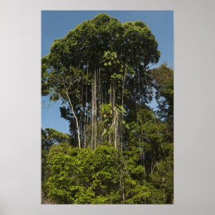 Poster Rewa River bordure Forêt Rainforest Guyana