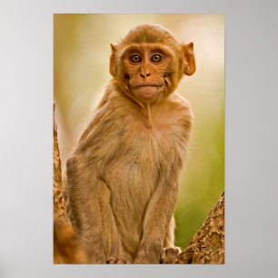 Poster Rhesus Macaque Baby (Macaca Mulatta) En Sariska