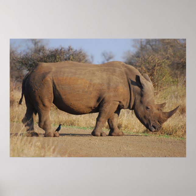 Poster Rhino (Devant)