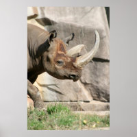 Poster Rhino