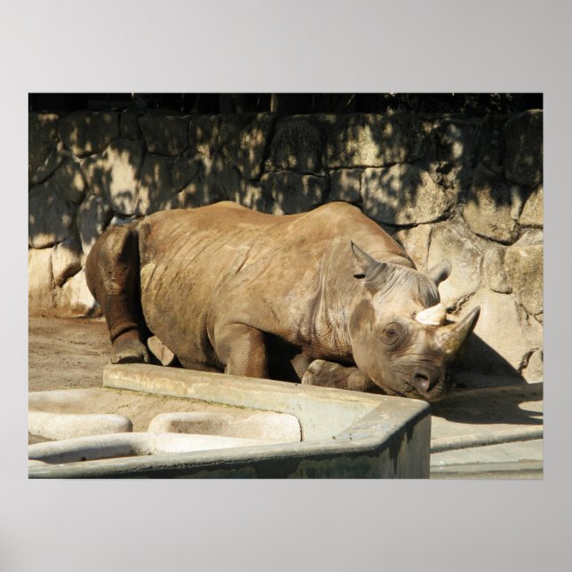 Poster Rhino couché (Devant)