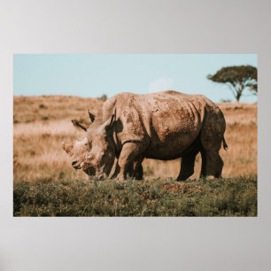 POSTER RHINO EN AFRIQUE