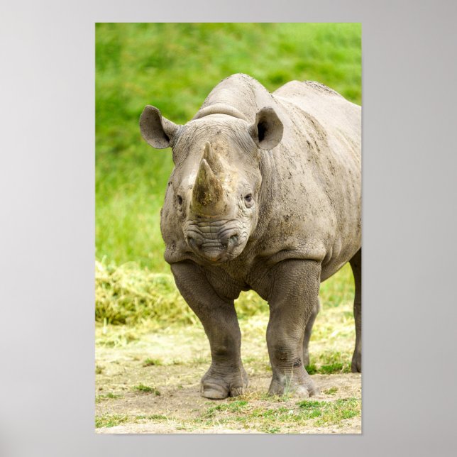 Poster Rhino paisible (Devant)