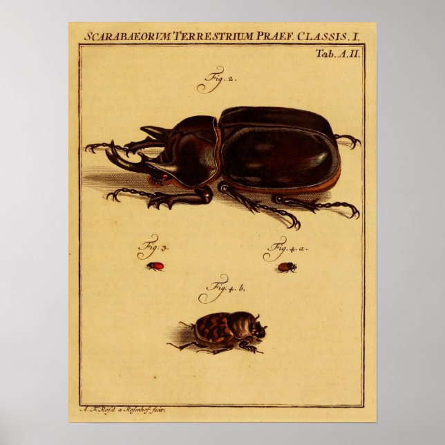 Poster Rhinoceros Beetles (Devant)