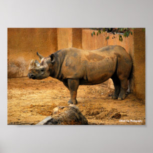 Poster Rhinocéros dos au mur