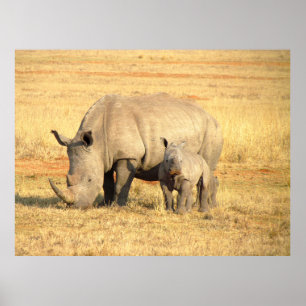 Poster rhinocéros mignons en afrique
