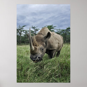 Poster Rhinoceros noirs, Diceros bicornis, Kenya