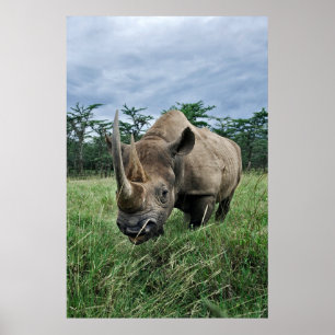 Poster Rhinoceros noirs   Kenya
