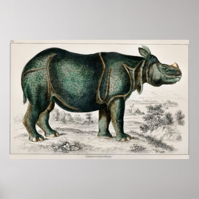 Poster Rhinoceros par Oliver Goldsmith (Devant)