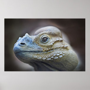 POSTER RHINOCERUS IGUANA, CARAÏBES