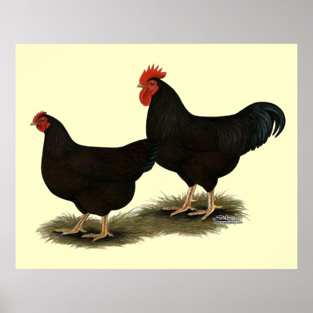 Poster Rhode Island Red Bantams (Devant)