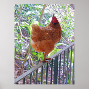 Poster Rhode Island Red Hen