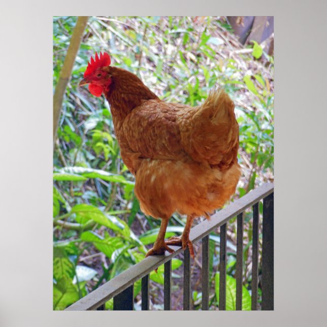 Poster Rhode Island Red Hen (Devant)