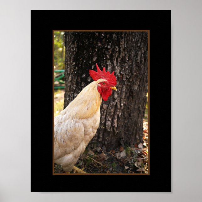 Poster-Rhode Island White Rooster Poster (Vorne)