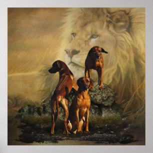 Poster Rhodesian Ridgeback avec Lion