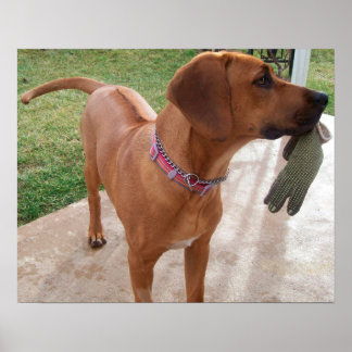 Poster RHODESIAN RIDGEBACK Chien Animaux de compagnie méc