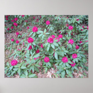 Poster Rhododendron