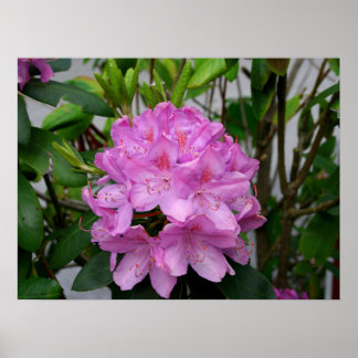 Poster Rhododendron
