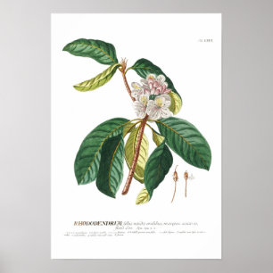 Poster Rhododendron