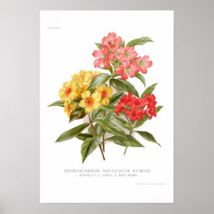Poster Rhododendron