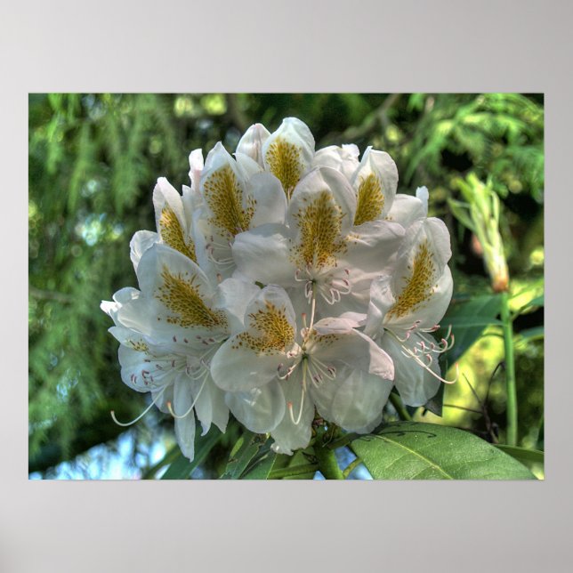 Poster Rhododendron blanc (Devant)