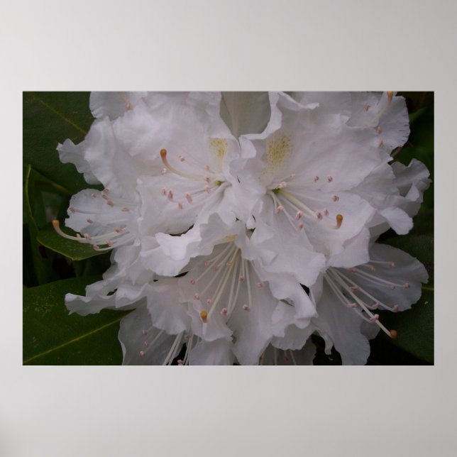 Poster Rhododendron blanc en fleurs (Devant)
