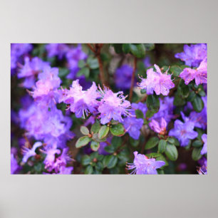 Poster rhododendron bleu violet