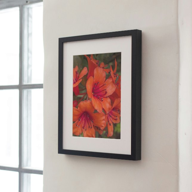Poster Rhododendron clair Orange fleurit Floral (In Situ (Framed))