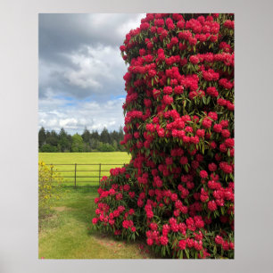 Poster Rhododendron et Pittoresque View en Écosse