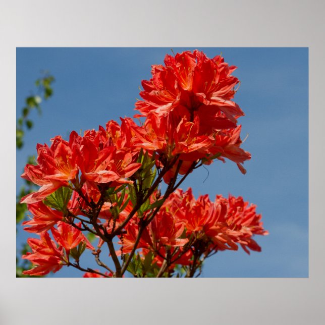 Poster "Rhododendron orange" (Devant)