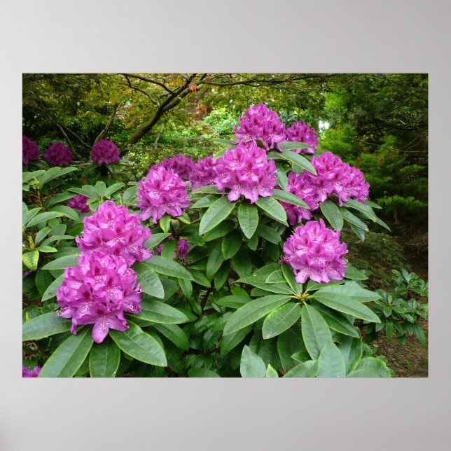 Poster Rhododendron Ponticum (Devant)