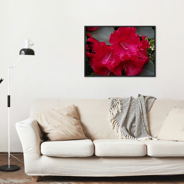 Poster Rhododendron rose profond fleurit Floral (In Situ)