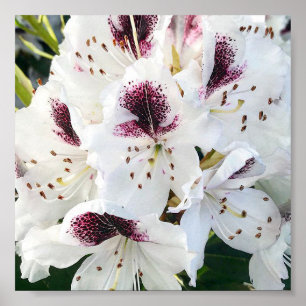 Poster Rhododendrons de Calsap
