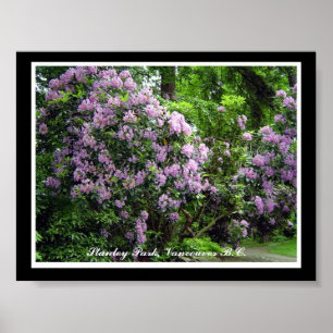 Poster Rhododendrons pourpres