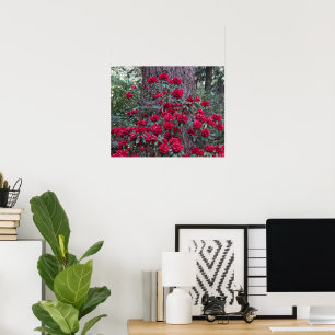 Poster Rhododendrons Rouge Profond Photographie Florale