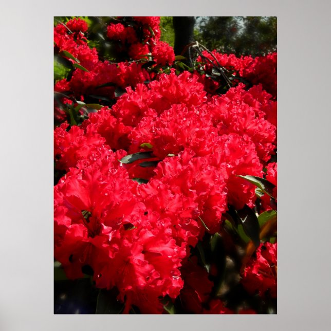 Poster Rhododendrons rouges 1 (Devant)