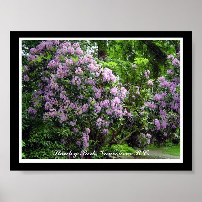 Poster Rhododendrons violets (Devant)