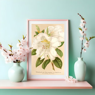 Poster Rhododendrum Sesterianum Art Floral